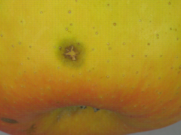 Venturia asperata : détail  d'une tache sur pomme, variété Ariane